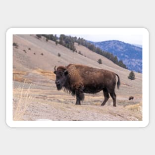 Bison Buffalo Adult Photograph Sticker